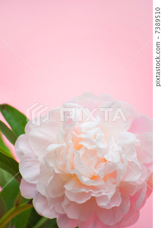 牡丹牡丹牡丹花卉植物大龜初夏桃花色盛開雙花 7389510