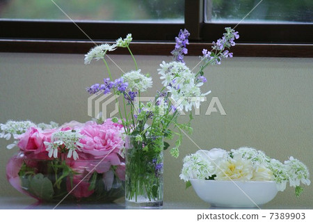 Rose on the window side Rose on the window side 7389903