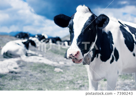 Cows on mountain meadow 7390243