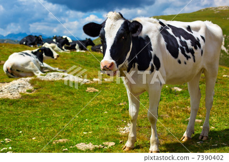 Cows on mountain meadow 7390402