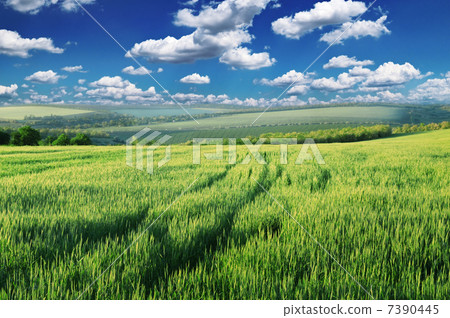 Green field lighted morning sun 7390445