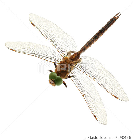 dragonfly 7390456