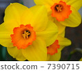 Frill cute vivid color daffodils 7390715