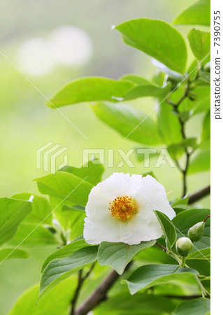 夏天的山茶花 7390755