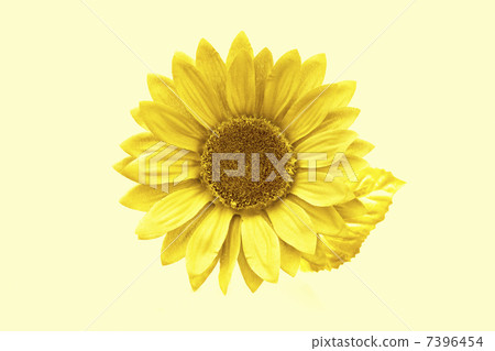 金色向日葵 7396454