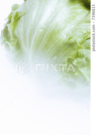 lettuce	 7396815