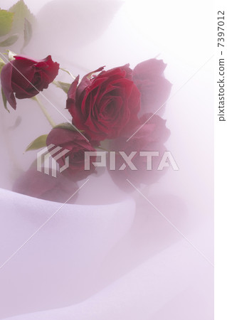 玫瑰花束 7397012