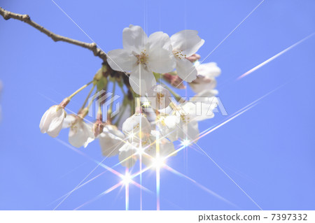 櫻花和藍天 7397332