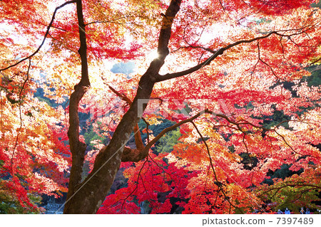 Konami河秋葉 7397489