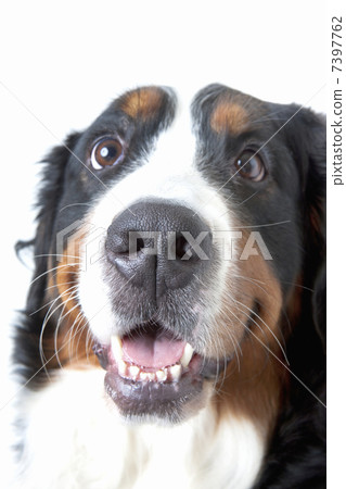 伯恩山犬 7397762