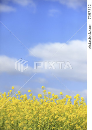 油菜花和藍天 油菜花和藍天 7397822