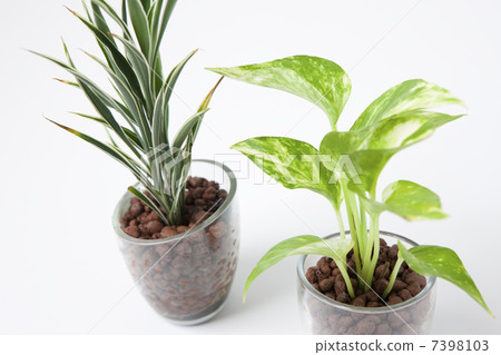 Pothos和Sunderry 7398103