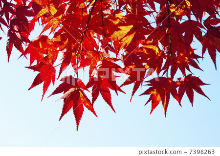 Autumn leaves of Konami River 7398263