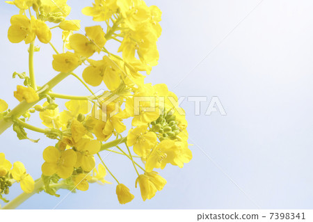 強姦開花 強姦開花 7398341