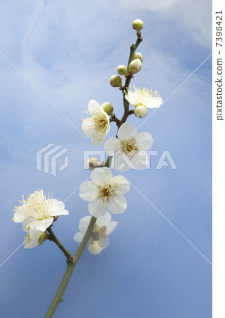 Plum blossom  7398421
