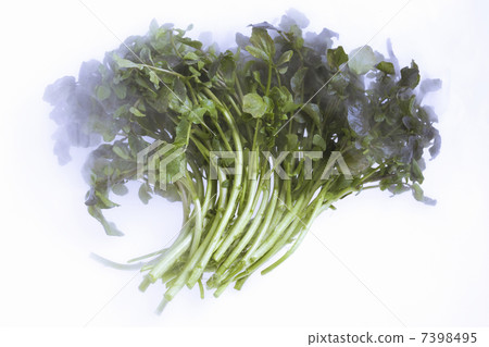 西洋菜 西洋菜 7398495