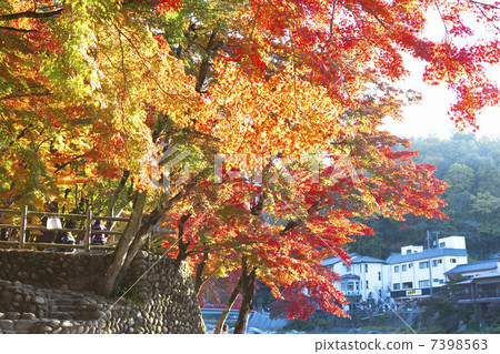 Autumn leaves of Konami River 7398563