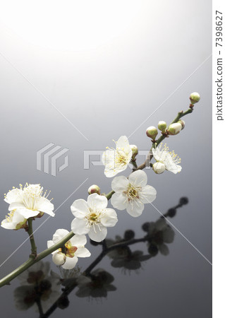 梅花 7398627