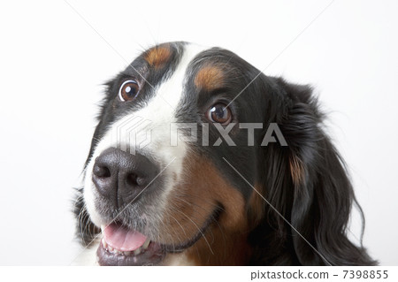 Bernese Mountain Dog Bernese Mountain Dog 7398855