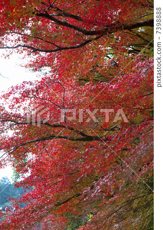 Autumn leaves of Konami River 7398888