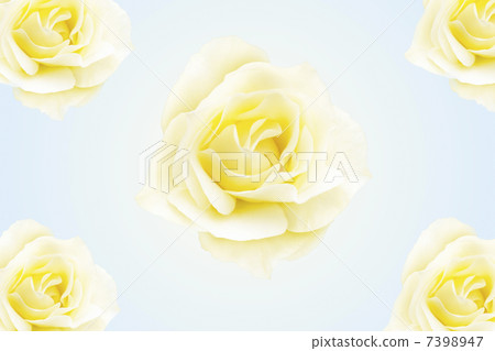 Roses 7398947