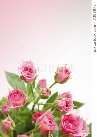 格拉西亞 7398975