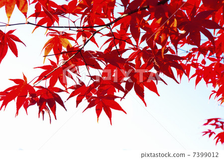 Autumn leaves of Konami River 7399012