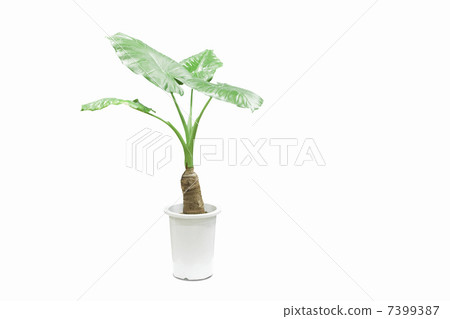 Kwazu imo Kwazu imo 7399387