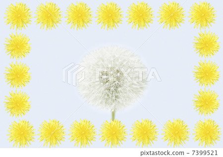 Dandelion Dandelion 7399521