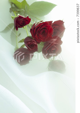 玫瑰花束 7399637
