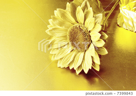 金色向日葵 金色向日葵 7399843