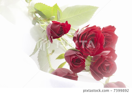 玫瑰花束 7399892