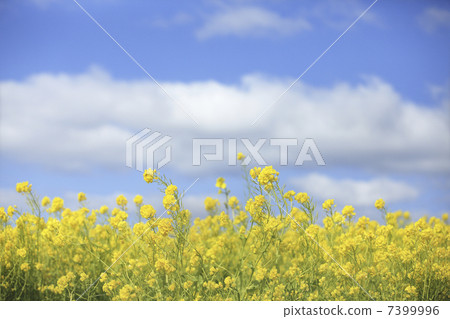 油菜花和藍天 7399996