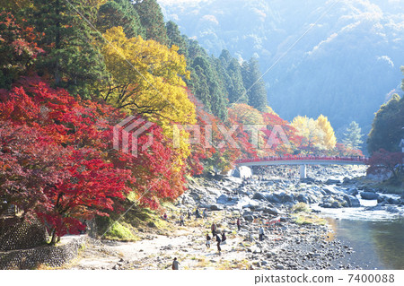 Autumn leaves of Konami River 7400088
