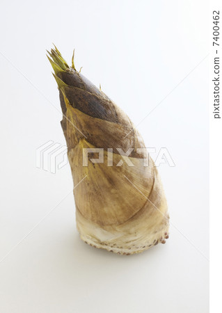 bamboo shoots 7400462