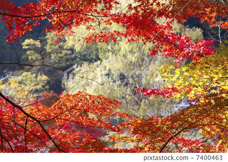 Autumn leaves of Konami River 7400463