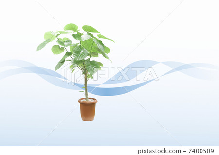 葉子植物 7400509