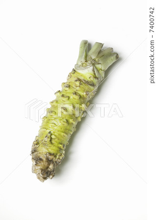 芥末 芥末 7400742