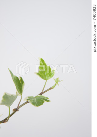 Ivy 7400923