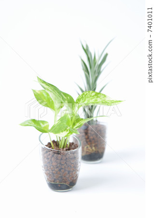 Pothos and Sunderry 7401011
