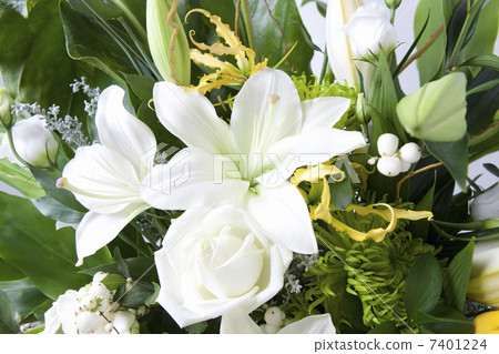 百合花 百合花 7401224