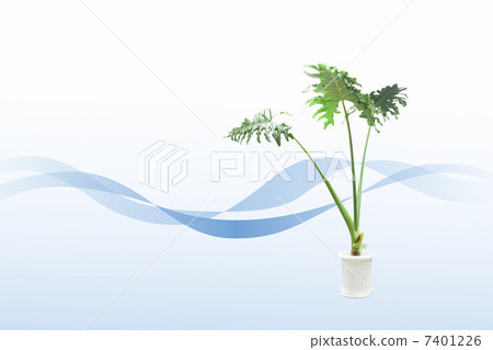 Foliage plant Foliage plant 7401226