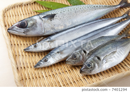 鮮魚 7401294