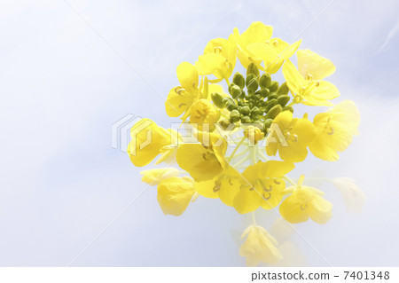 強姦開花 強姦開花 7401348
