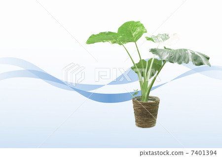 葉子植物 7401394