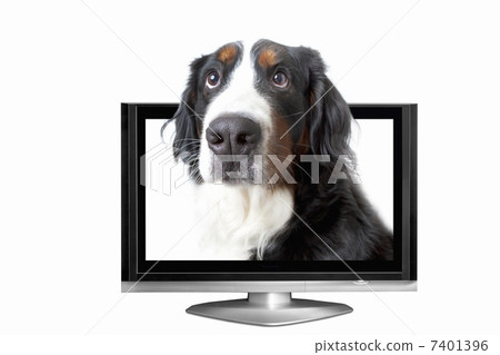 伯恩山犬 7401396
