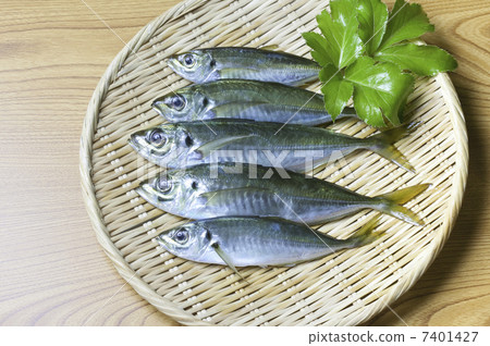 竹莢魚 竹莢魚 7401427