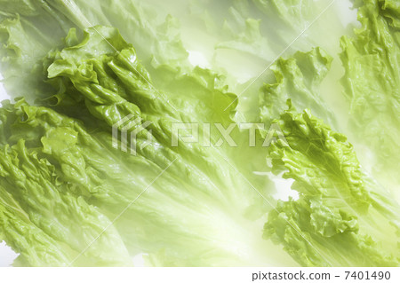 lettuce	 7401490