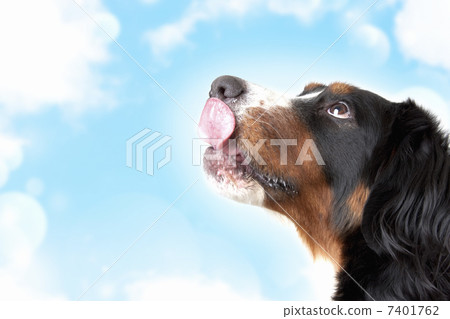 伯恩山犬 7401762