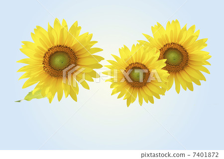 Sun Flower Sun Flower 7401872
